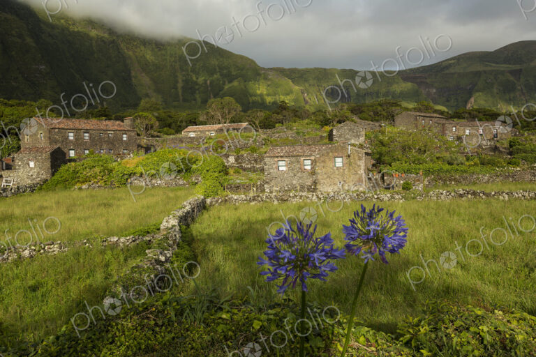 Field of flowers outside rural village