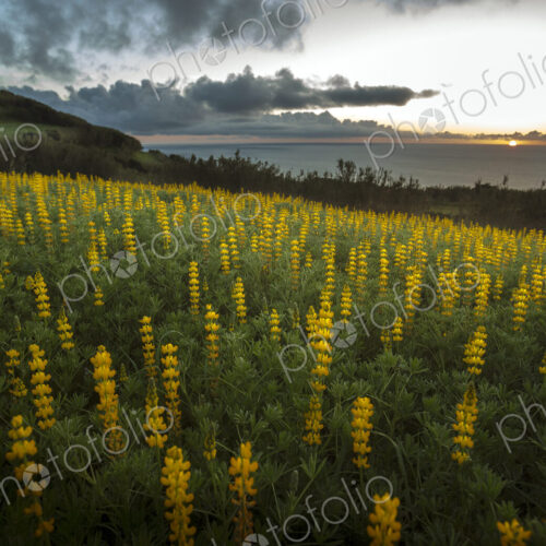 Field of lupin flowers on rural hillside. Field of lupin flowers on rural hillside.