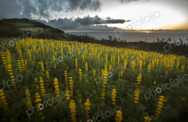 Field of lupin flowers on rural hillside.