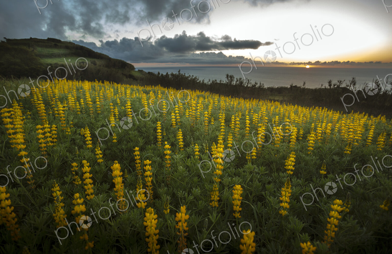 Field of lupin flowers on rural hillside.