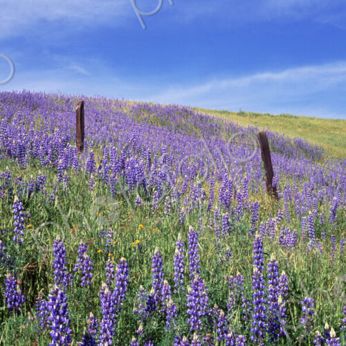 Field of lupins. Lupinus jaimehintoniana. Field of lupins. Lupinus jaimehintoniana.