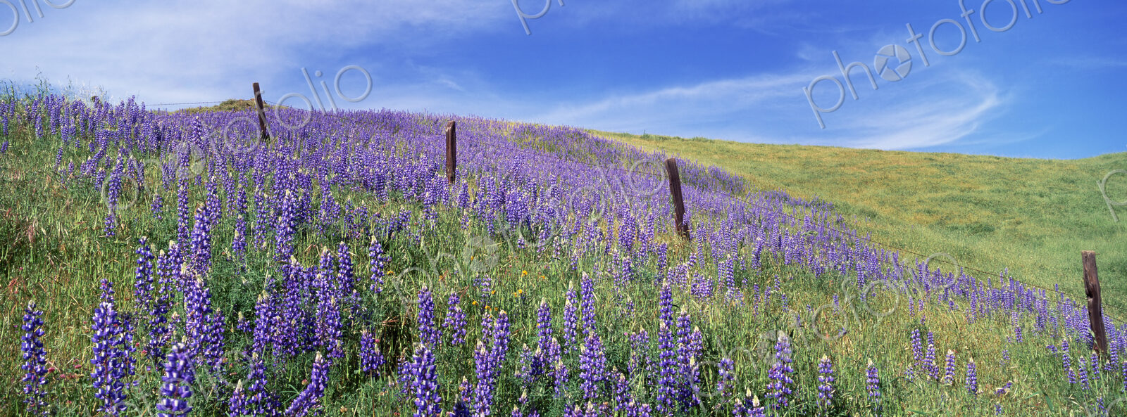 Field of lupins. Lupinus jaimehintoniana.