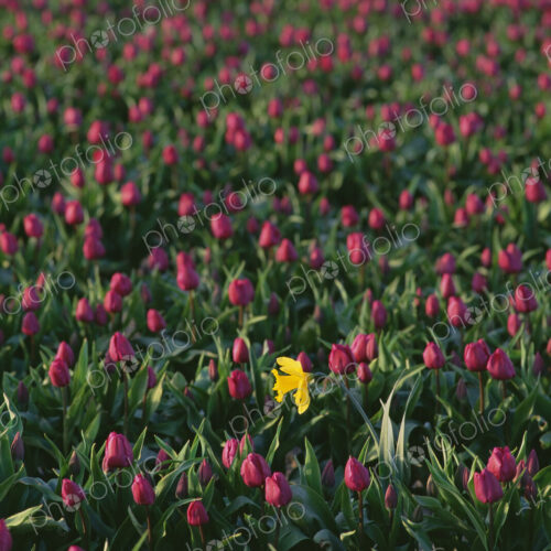 Field of red tulips flowering, and a single yellow daffodil. Field of red tulips flowering, and a single yellow daffodil.
