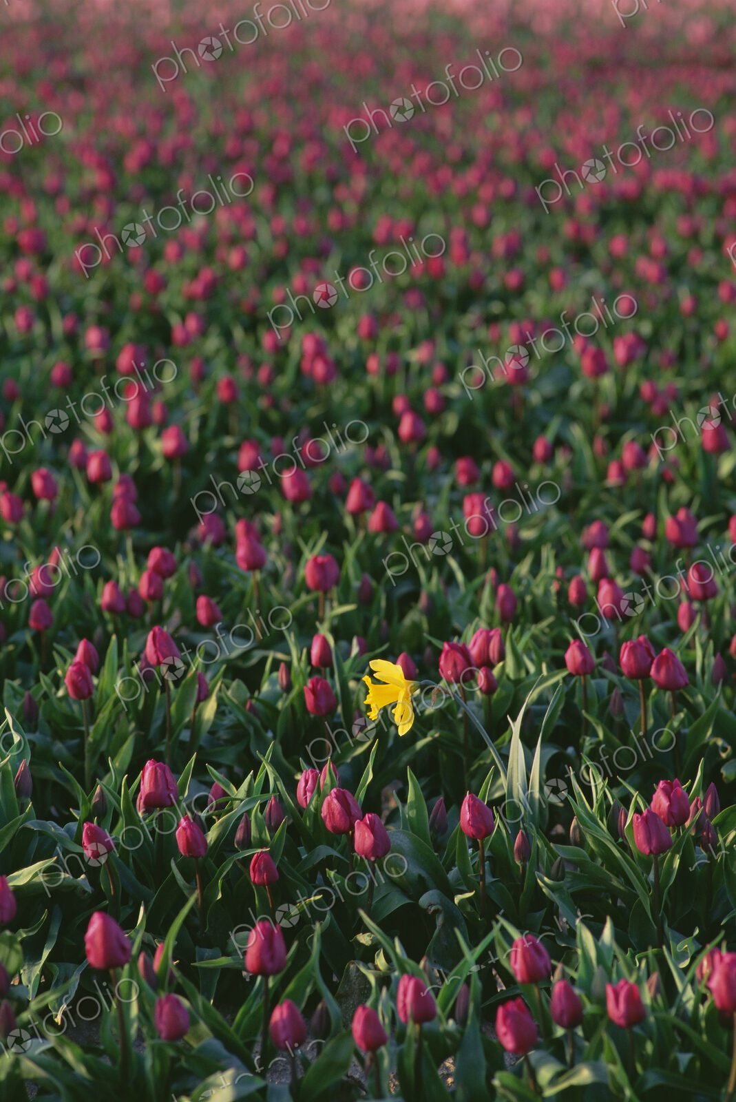 Field of red tulips flowering, and a single yellow daffodil.