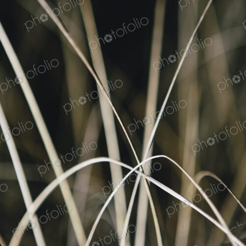 Field of sea grasses, close up, night,