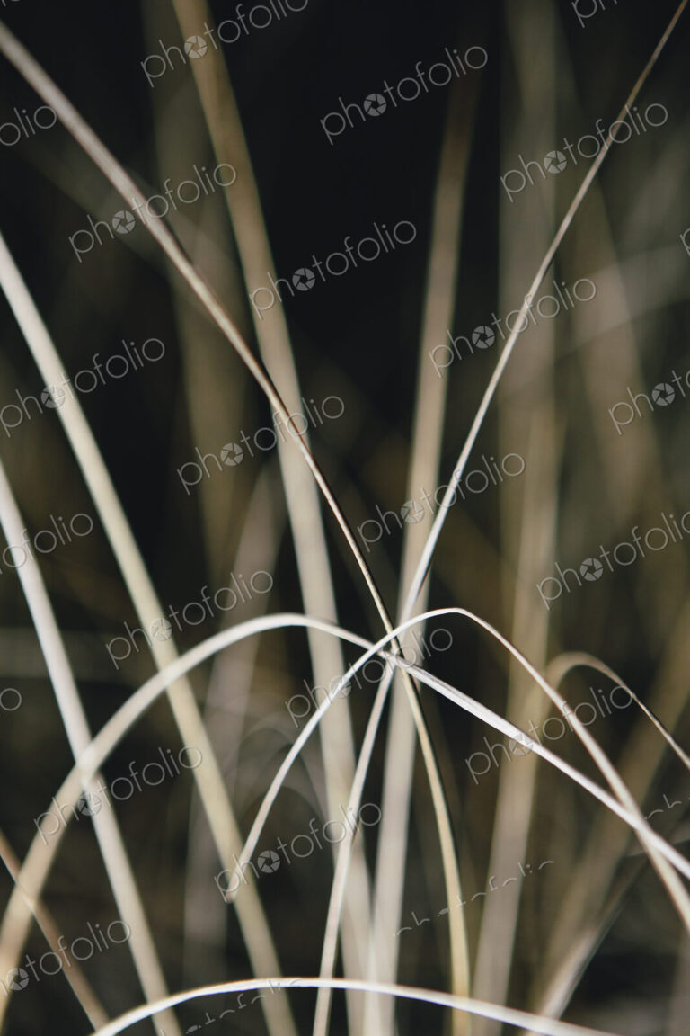 Field of sea grasses, close up, night,