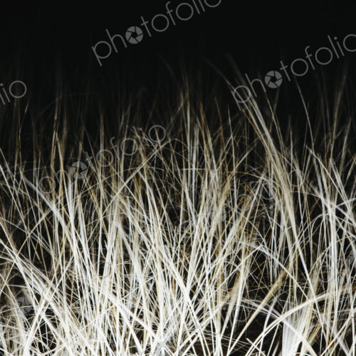 Field of sea grasses, night view.