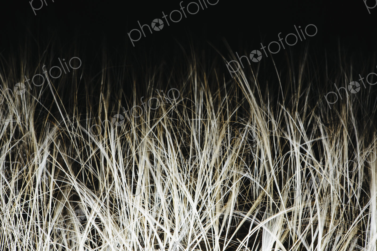 Field of sea grasses, night view.