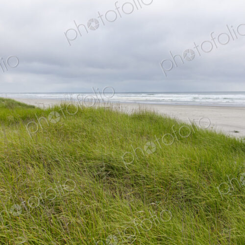 Field of seagrasses along Pacific coast