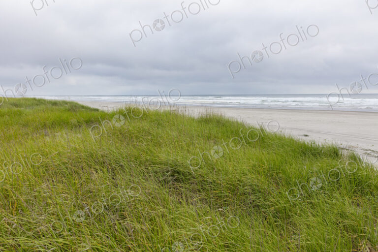 Field of seagrasses along Pacific coast