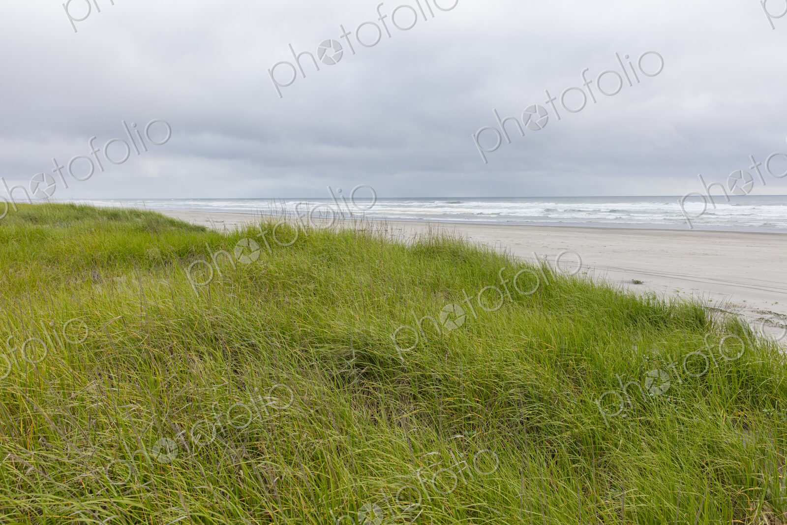 Field of seagrasses along Pacific coast