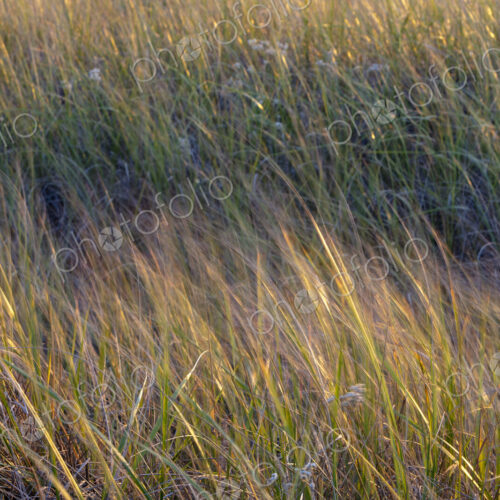 Field of seagrasses blowing in wind, close up Field of seagrasses blowing in wind, close up