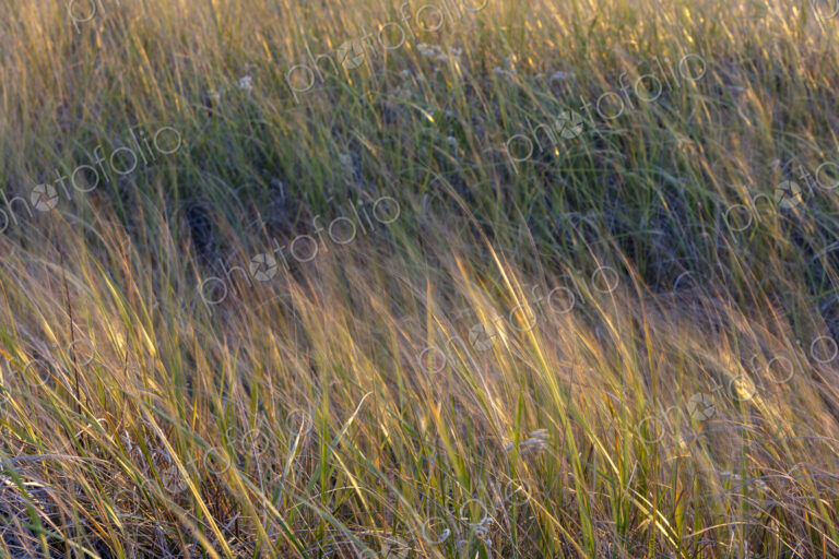 Field of seagrasses blowing in wind, close up