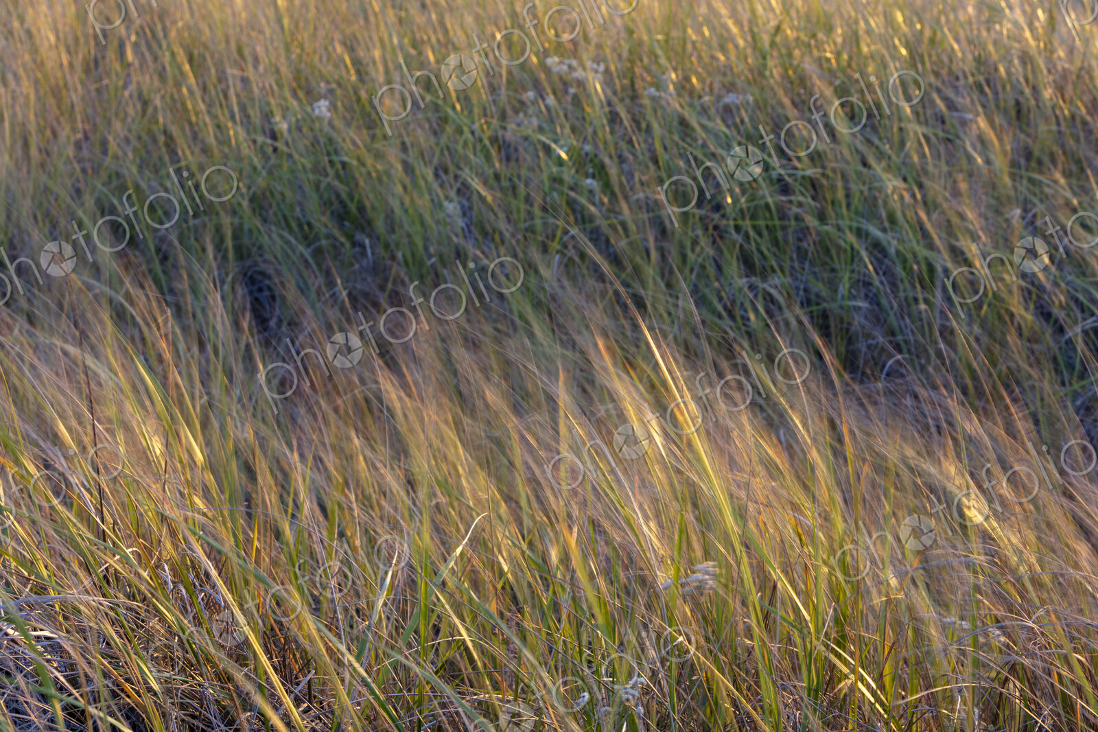 Field of seagrasses blowing in wind, close up