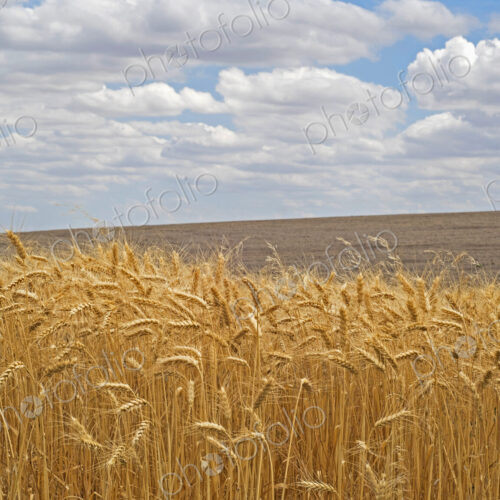 Field of wheat under clouds Field of wheat under clouds