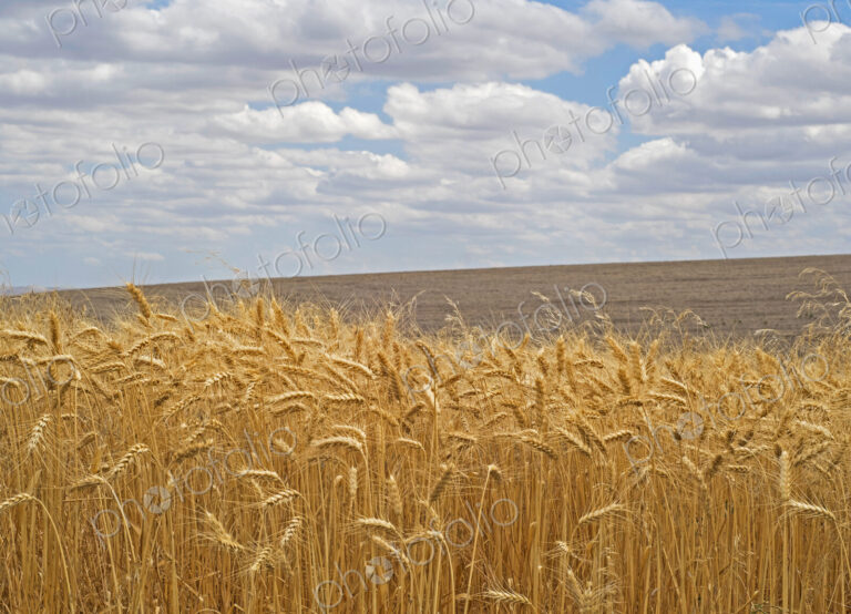 Field of wheat under clouds