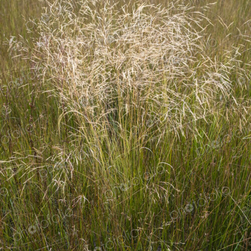 Field of wild meadow grasses, Lake Tahoe, CA, USA Field of wild meadow grasses, Lake Tahoe, CA, USA