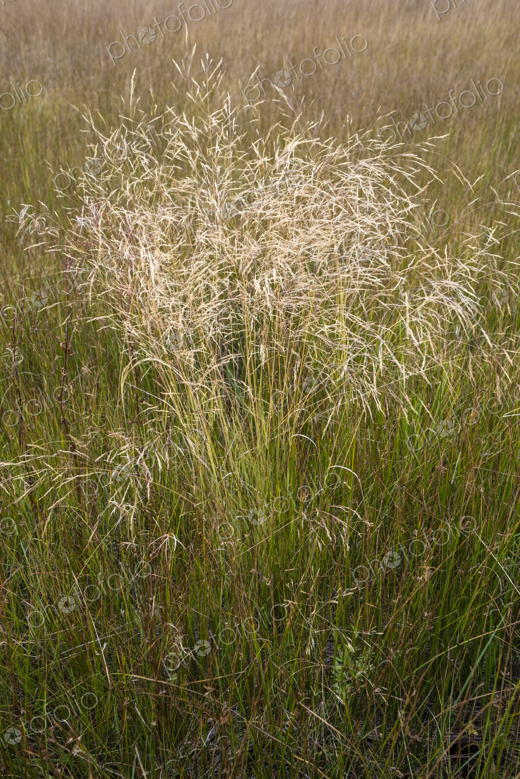 Field of wild meadow grasses, Lake Tahoe, CA, USA
