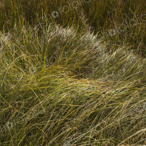 Field of windswept meadow grasses and wildflowers Field of windswept meadow grasses and wildflowers
