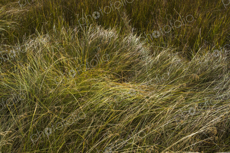 Field of windswept meadow grasses and wildflowers