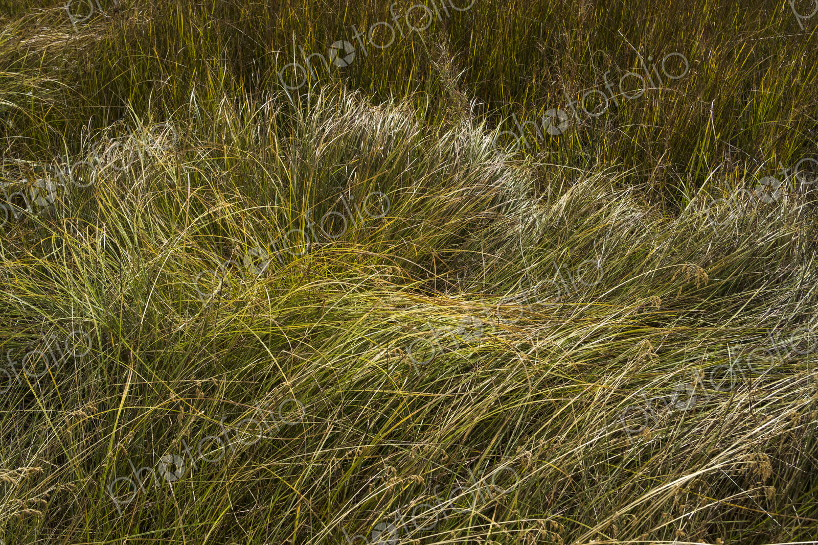 Field of windswept meadow grasses and wildflowers