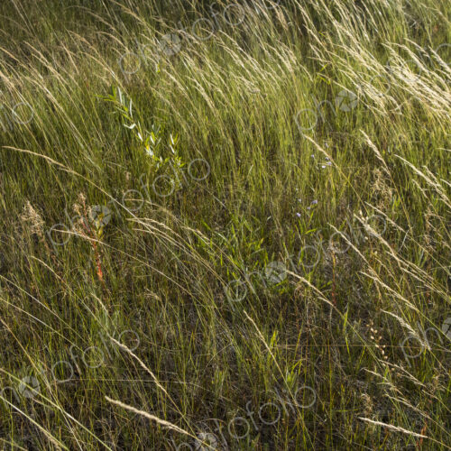 Field of windswept meadow grasses and wildflowers, Lake Tahoe, California, USA