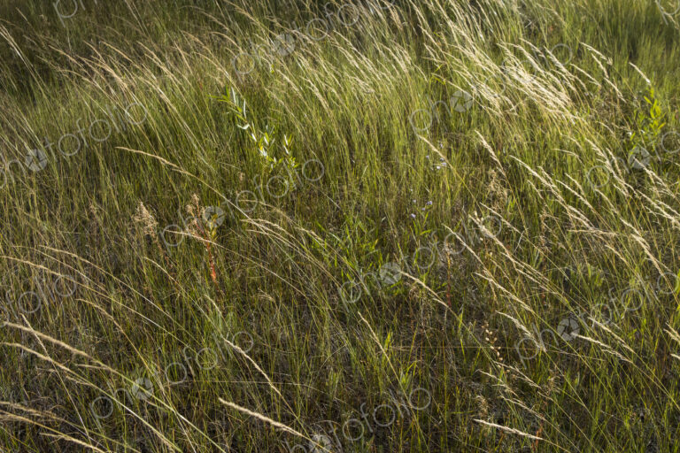 Field of windswept meadow grasses and wildflowers, Lake Tahoe, California, USA