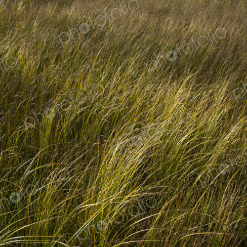 Field of windswept meadow grasses and wildflowers, Lake Tahoe, California, USA