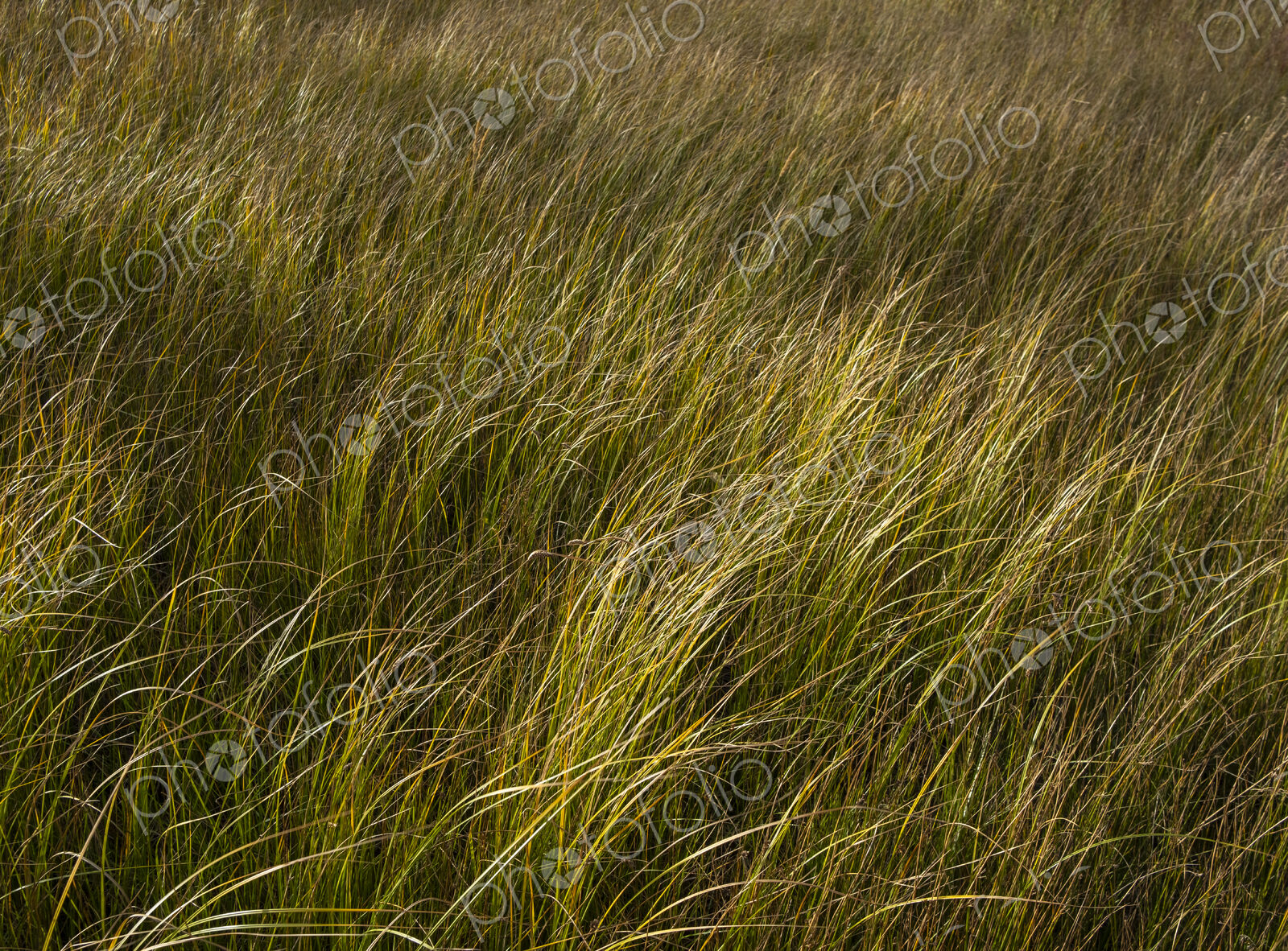 Field of windswept meadow grasses and wildflowers, Lake Tahoe, California, USA