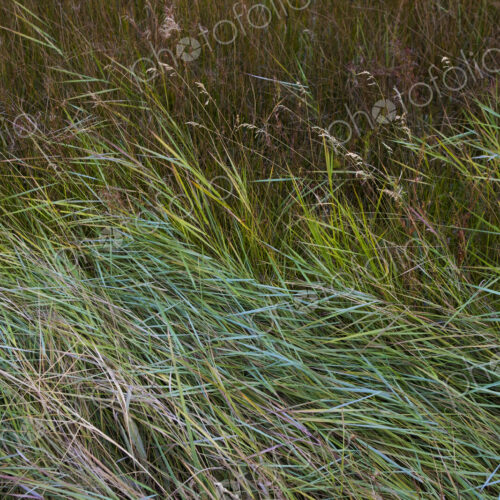 Field of windswept meadow grasses and wildflowers, Lake Tahoe, California, USA