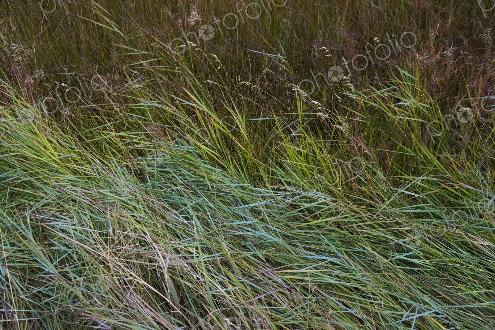 Field of windswept meadow grasses and wildflowers, Lake Tahoe, California, USA