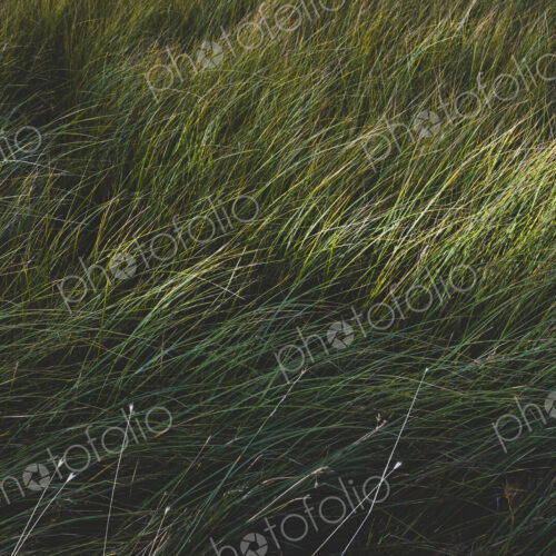 Field of windswept meadow grasses and wildflowers, Lake Tahoe, California, USA
