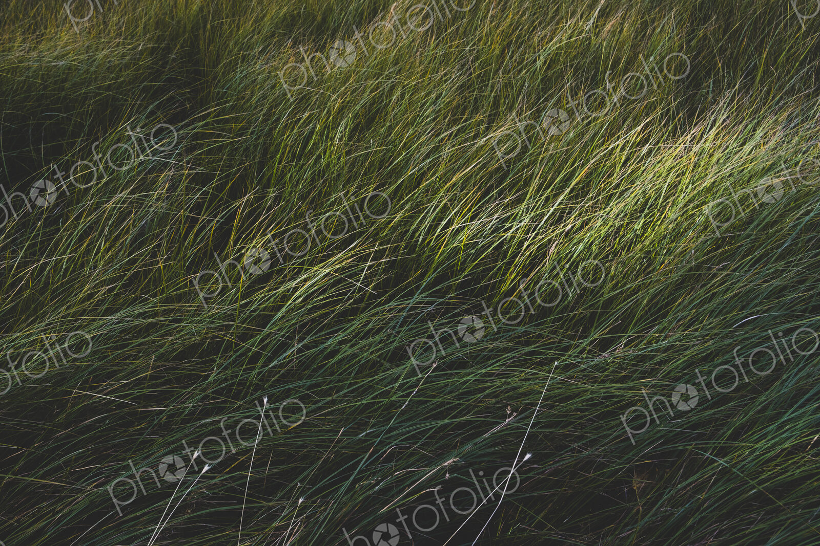 Field of windswept meadow grasses and wildflowers, Lake Tahoe, California, USA