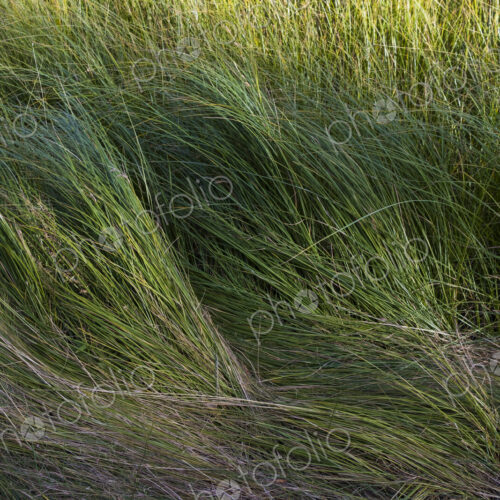 Field of windswept meadow grasses and wildflowers, Lake Tahoe, California, USA