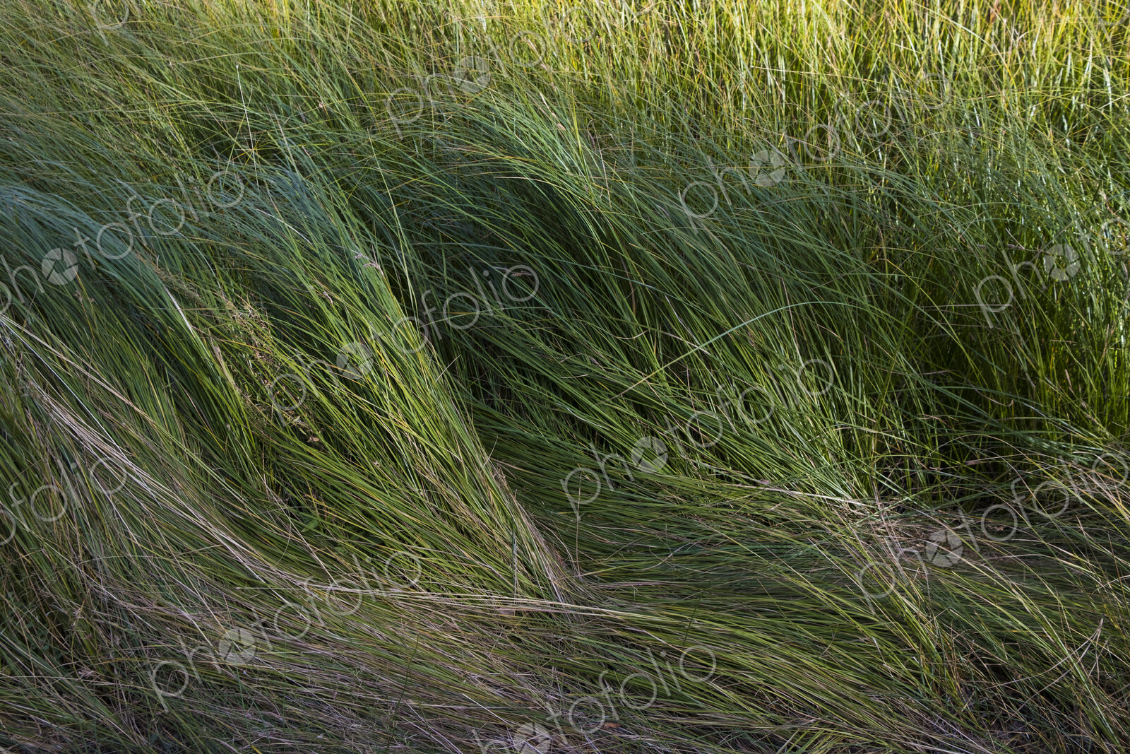 Field of windswept meadow grasses and wildflowers, Lake Tahoe, California, USA