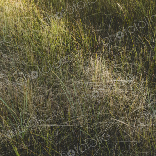 Field of windswept meadow grasses and wildflowers, Lake Tahoe, California, USA