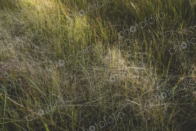 Field of windswept meadow grasses and wildflowers, Lake Tahoe, California, USA