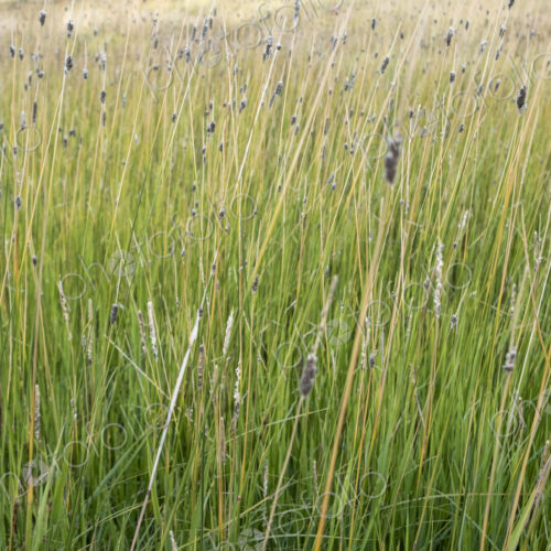 Field of windswept meadow grasses and wildflowers, Lake Tahoe, California, USA