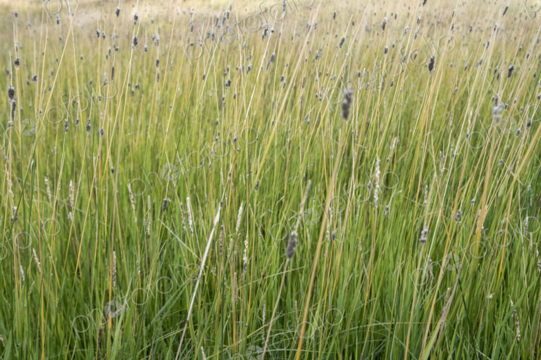 Field of windswept meadow grasses and wildflowers, Lake Tahoe, California, USA