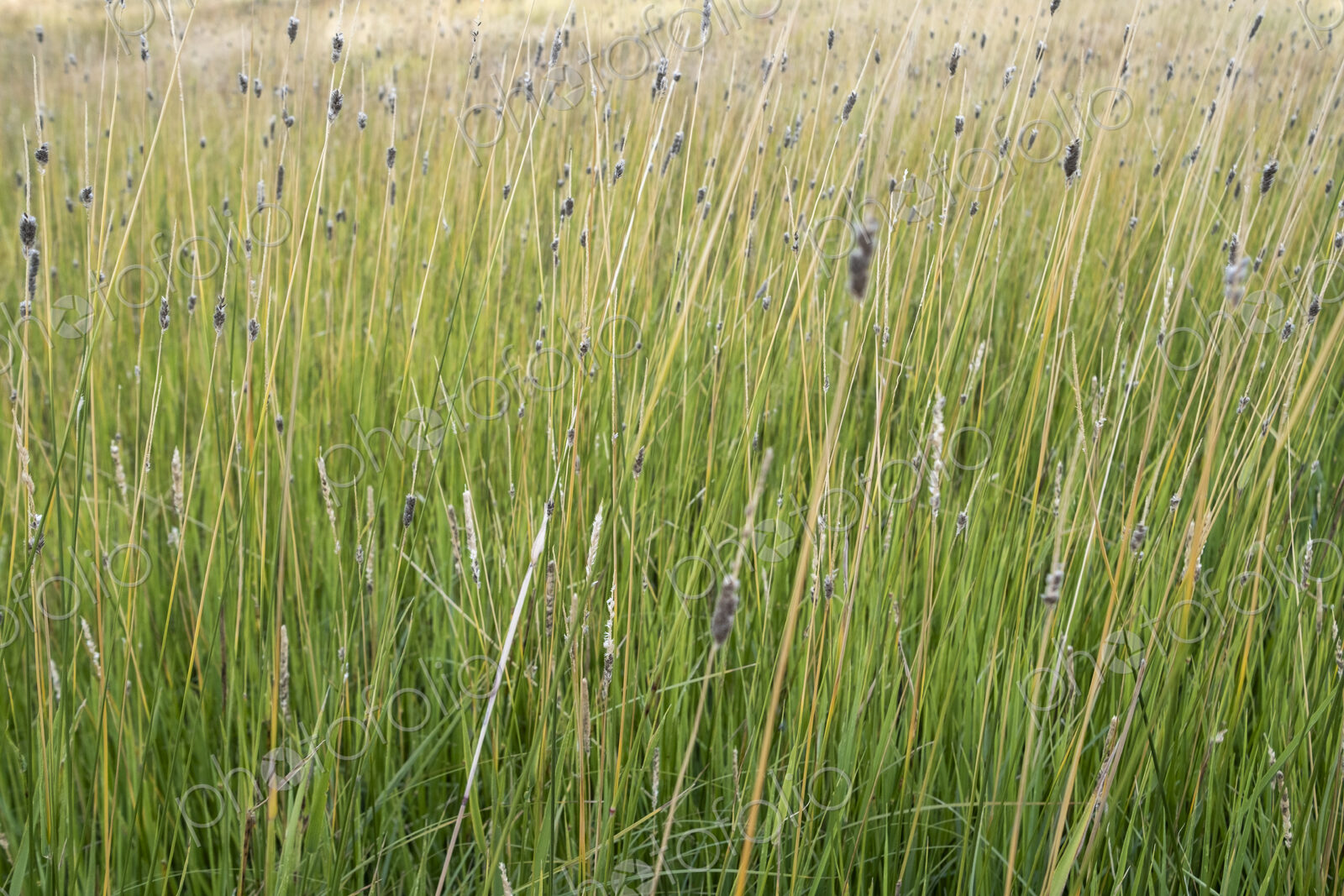 Field of windswept meadow grasses and wildflowers, Lake Tahoe, California, USA