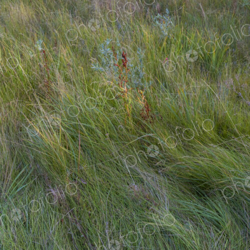 Field of windswept meadow grasses and wildflowers, Lake Tahoe, California, USA