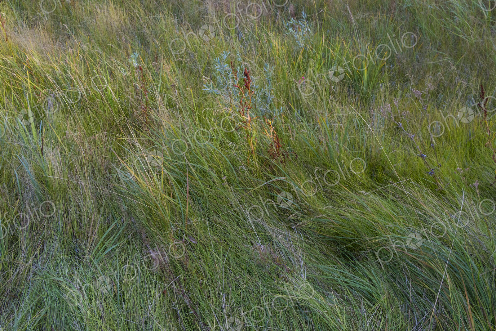 Field of windswept meadow grasses and wildflowers, Lake Tahoe, California, USA