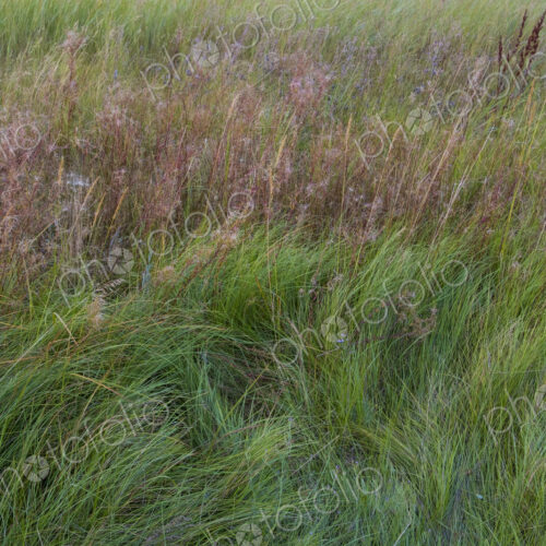 Field of windswept meadow grasses and wildflowers, Lake Tahoe, California, USA