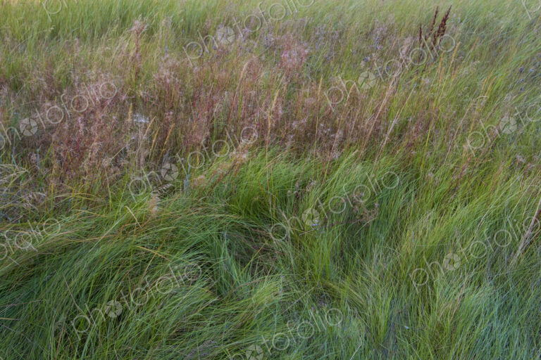 Field of windswept meadow grasses and wildflowers, Lake Tahoe, California, USA