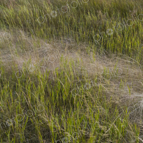 Field of windswept meadow grasses and wildflowers, Lake Tahoe, California, USA Field of windswept meadow grasses and wildflowers, Lake Tahoe, California, USA