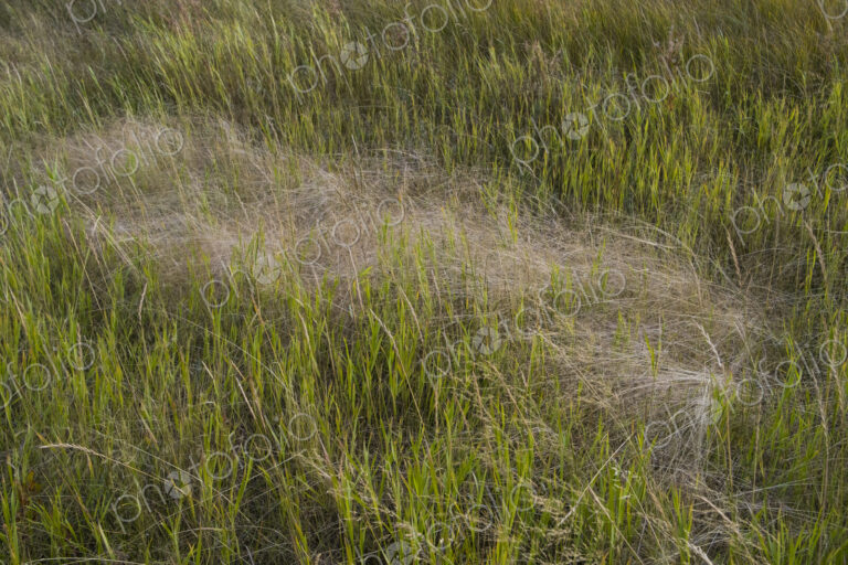 Field of windswept meadow grasses and wildflowers, Lake Tahoe, California, USA