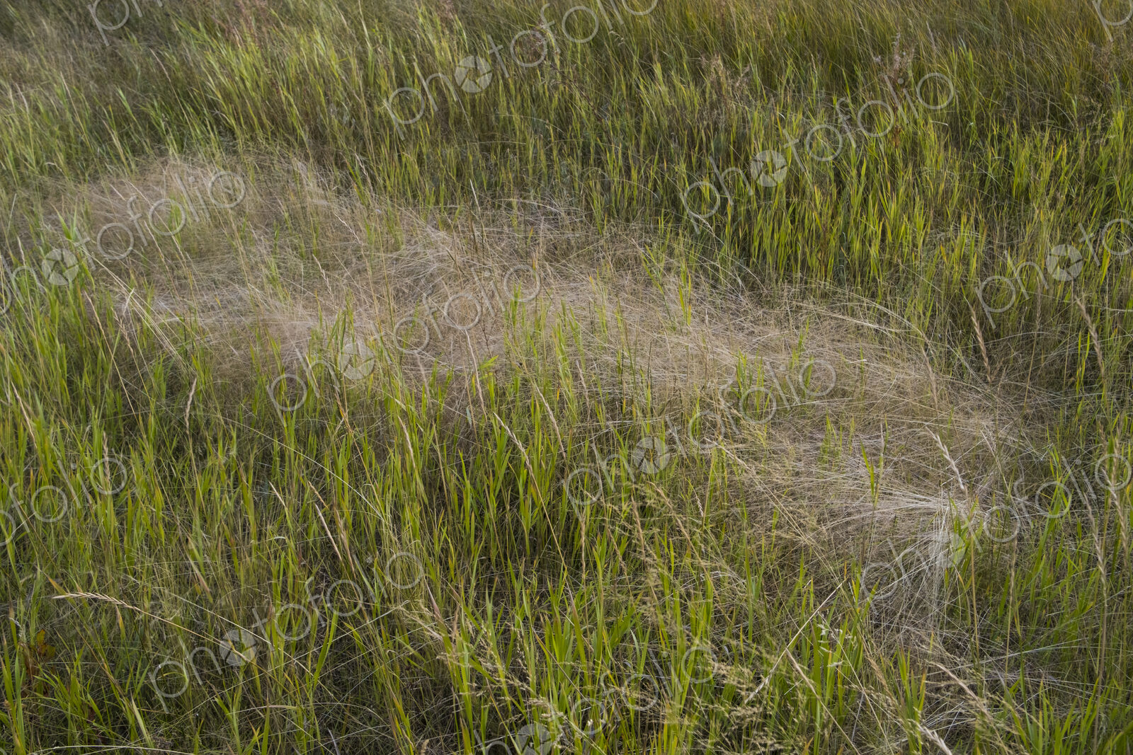 Field of windswept meadow grasses and wildflowers, Lake Tahoe, California, USA
