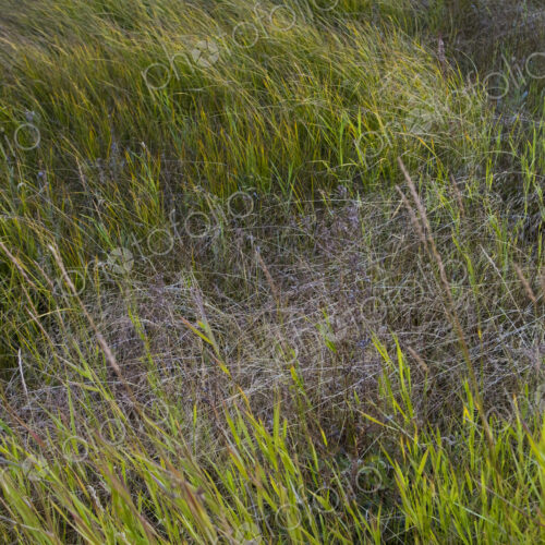 Field of windswept meadow grasses and wildflowers, Lake Tahoe, California, USA