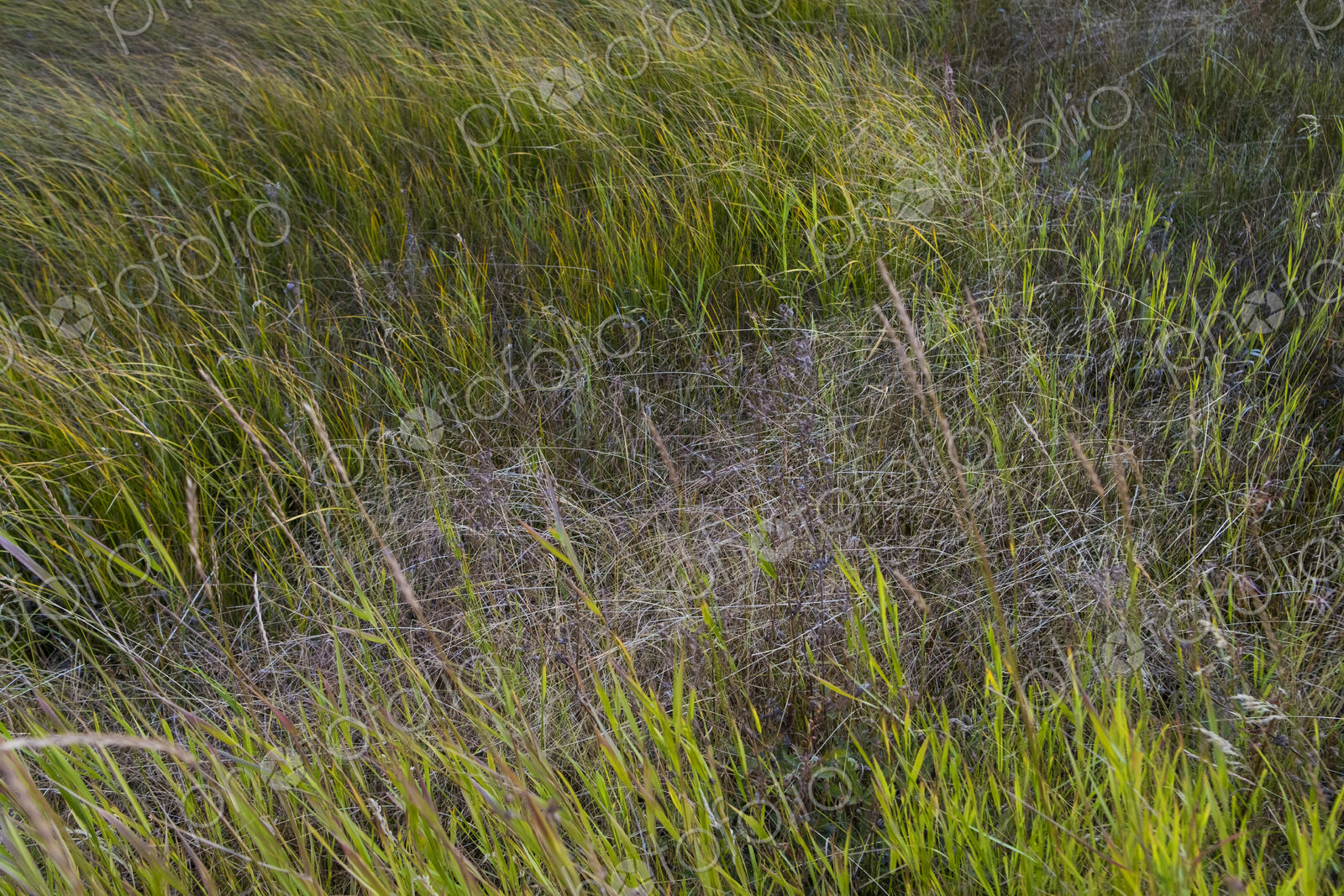 Field of windswept meadow grasses and wildflowers, Lake Tahoe, California, USA