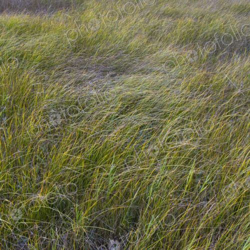 Field of windswept meadow grasses and wildflowers, Lake Tahoe, California, USA